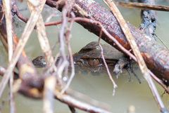 Paleosuchus trigonatus
