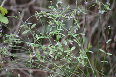 Verbena brasiliensis