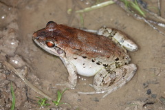 Leptodactylus wagneri