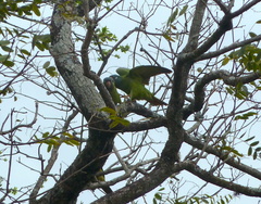 Thectocercus acuticaudatus