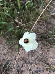 Hibiscus trionum