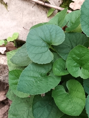 Viola odorata