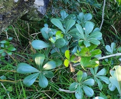 Cussonia thyrsiflora