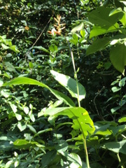 Heliconia latispatha