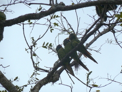 Thectocercus acuticaudatus