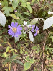 Symphyotrichum retroflexum