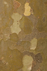 Platanus × hispanica