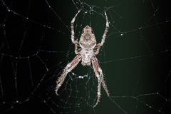 Parawixia