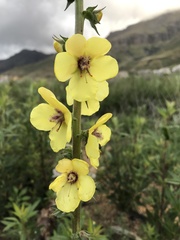 Verbascum virgatum