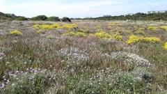 Senecio oederiifolius