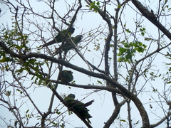 Thectocercus acuticaudatus