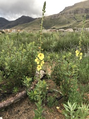 Verbascum virgatum