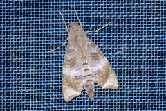 Aleuron carinata
