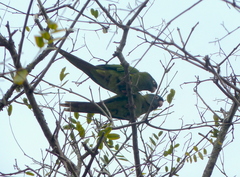 Thectocercus acuticaudatus