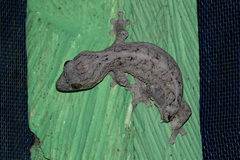 Thecadactylus solimoensis