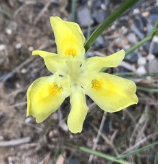 Moraea