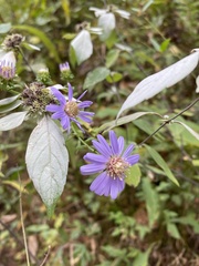 Symphyotrichum retroflexum