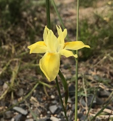 Moraea