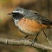 Common Redstart - Photo (c) Pablo Pozo, some rights reserved (CC BY-NC), uploaded by Pablo Pozo