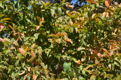 Combretum leprosum