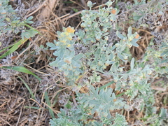 Artemisia thuscula