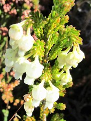 Erica glomiflora