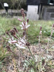 Trachyandra divaricata