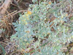Artemisia thuscula