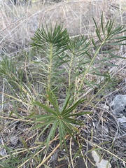 Stillingia texana