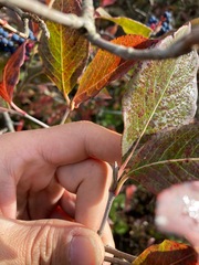 Viburnum cassinoides