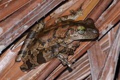 Osteocephalus taurinus