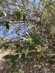 Quercus vaseyana