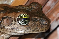 Osteocephalus taurinus