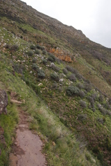 Leucospermum conocarpodendron conocarpodendron