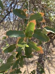Quercus vaseyana