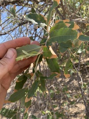 Quercus vaseyana