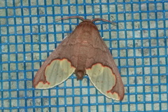 Phaegopterina