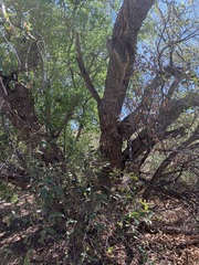 Quercus vaseyana