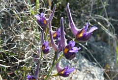 Delphinium peregrinum