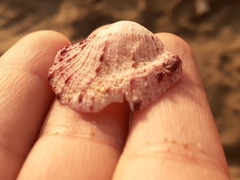 Aequipecten opercularis