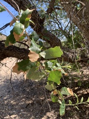 Quercus vaseyana