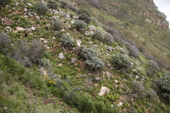 Leucospermum conocarpodendron conocarpodendron