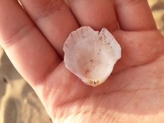 Aequipecten opercularis