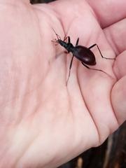 Scaphinotus angusticollis