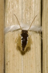 Sminthurus maculatus