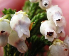 Erica glomiflora
