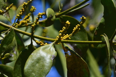 Phoradendron bathyoryctum