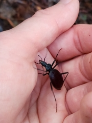 Scaphinotus angusticollis