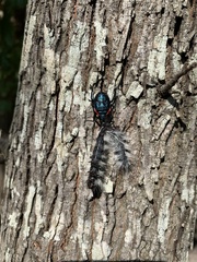 Alcaeorrhynchus grandis