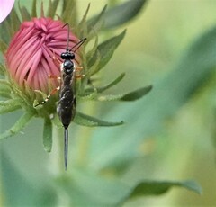 Ichneumonoidea